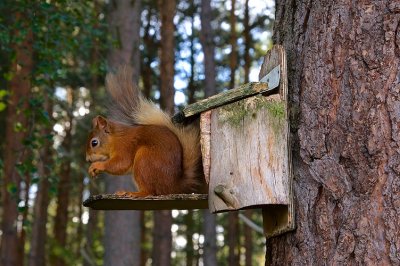 Red Squirrel 22
