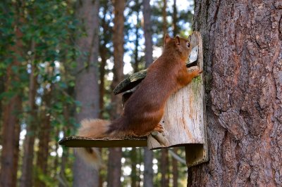 Red Squirrel 23