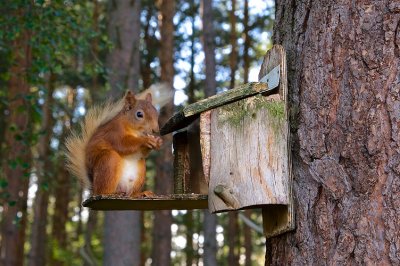 Red Squirrel 24