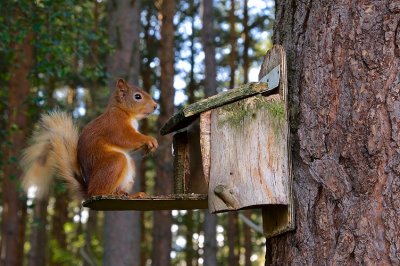 Red Squirrel 25