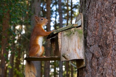 Red Squirrel 27