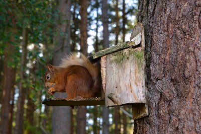 Red Squirrel 28