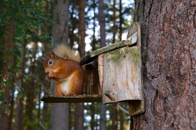 Red Squirrel 29