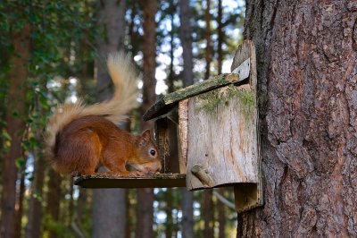 Red Squirrel 30