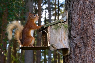 Red Squirrel 31