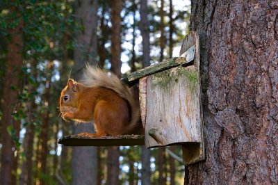 Red Squirrel 33