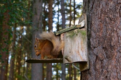Red Squirrel 34