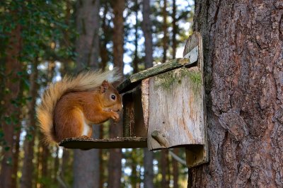 Red Squirrel 35