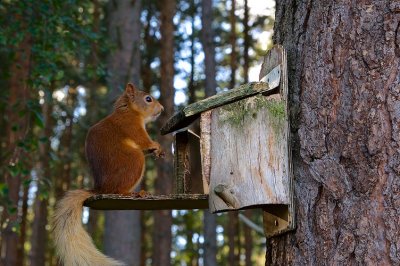Red Squirrel 37