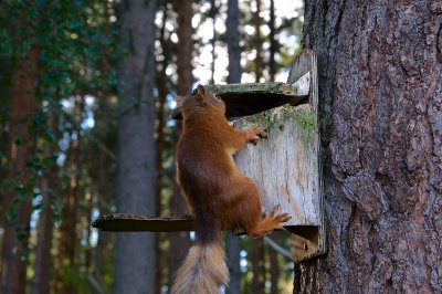 Red Squirrel 39