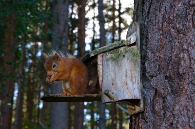 Red Squirrel 40