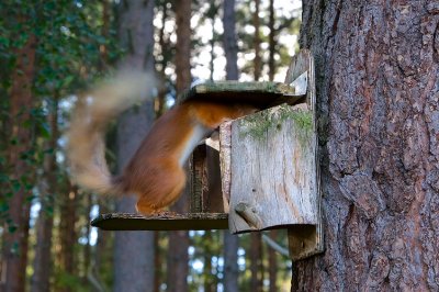 Red Squirrel 41