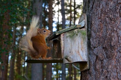 Red Squirrels