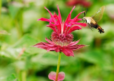 hummingbird moth