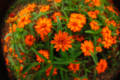 Fish Eye Flowers