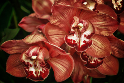 orchids_HDR_strong.jpg