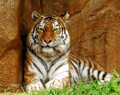 Majestic Tiger