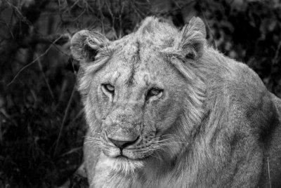 lion B&W