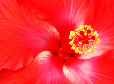 Hibiscus