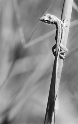 Anole_BW