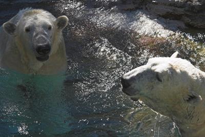 polar bears