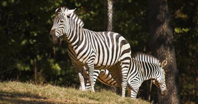 N.C. Zoo 2005