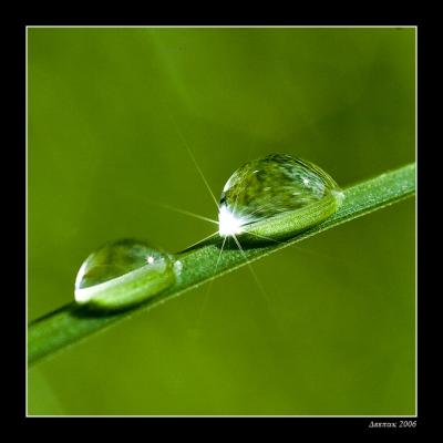                                     Green Drops