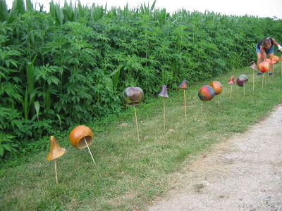 drying gourds