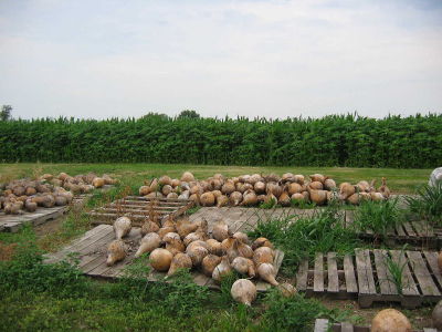more gourds