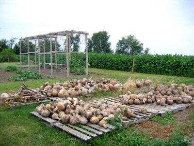 gourds and snake gourd arbor