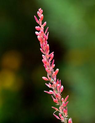 Flora and Fauna