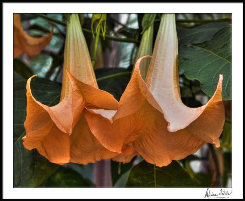 Angels Trumpets