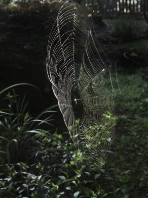 Early Morning Web