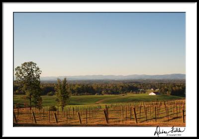 Fall Afternoon Vineyard