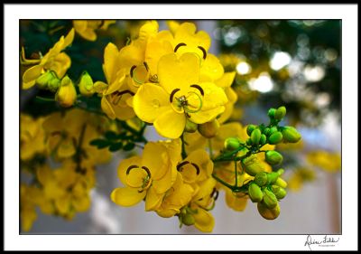 yellow