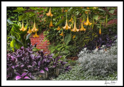 Angels Trumpet Garden