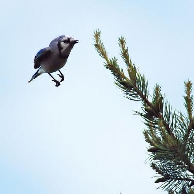 Blue Jay