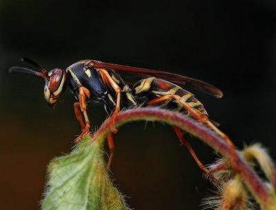 Wasp