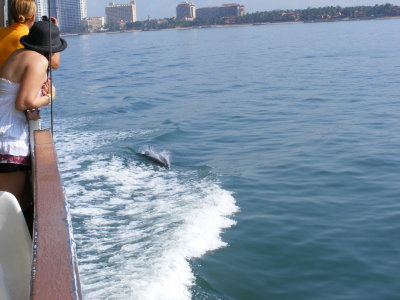 A dolphin is chasing our boat