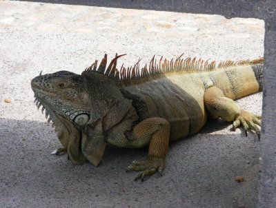 Fauna: iguana