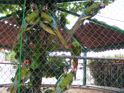 Fauna: parrots