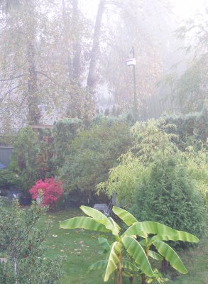 Fall at the backyard