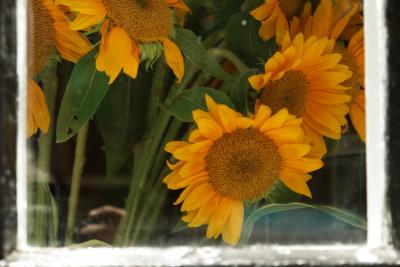 click!.... SUNFLOWERS SEEN THROUGH THE LOOKING GLASS...