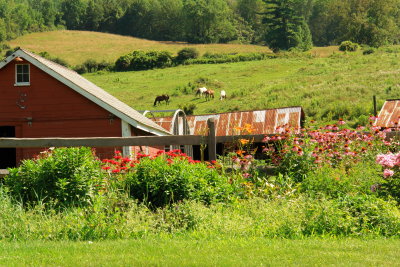 DSC08141.jpg a snap of vermont horses and flowers for my daughter Carolyn!