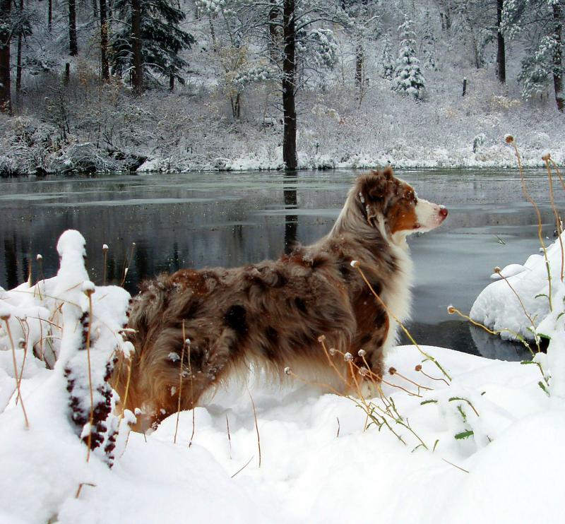 Snow Pose