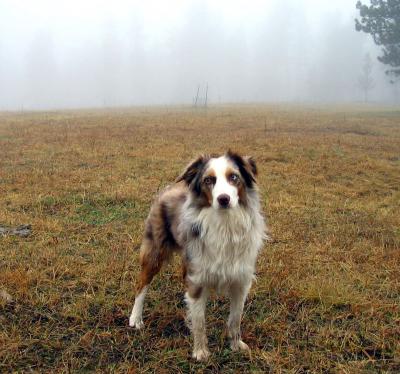 Fog Dog
