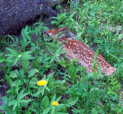 Fawn