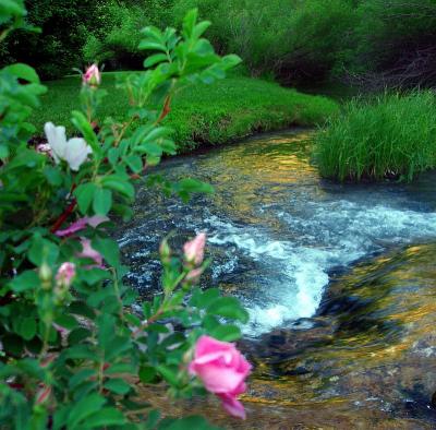 Streamside Rose