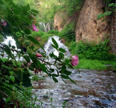 Roughlock Rose