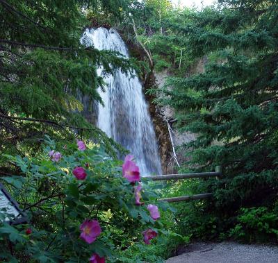 Canyon Falls Roses